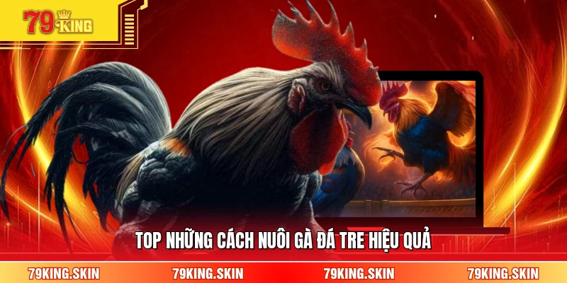Top những cách nuôi gà đá tre hiệu quả 